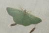 Phaiogramma faustinata